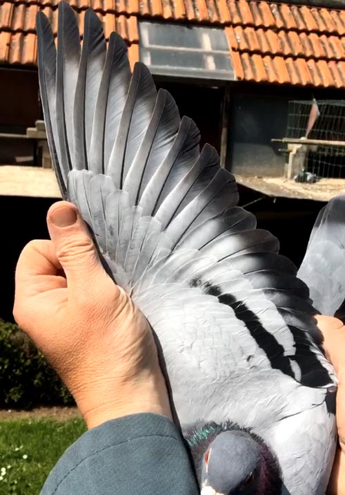 BE 14-6070552 "Enkel 500" - De Belser Racing Pigeons Belgium