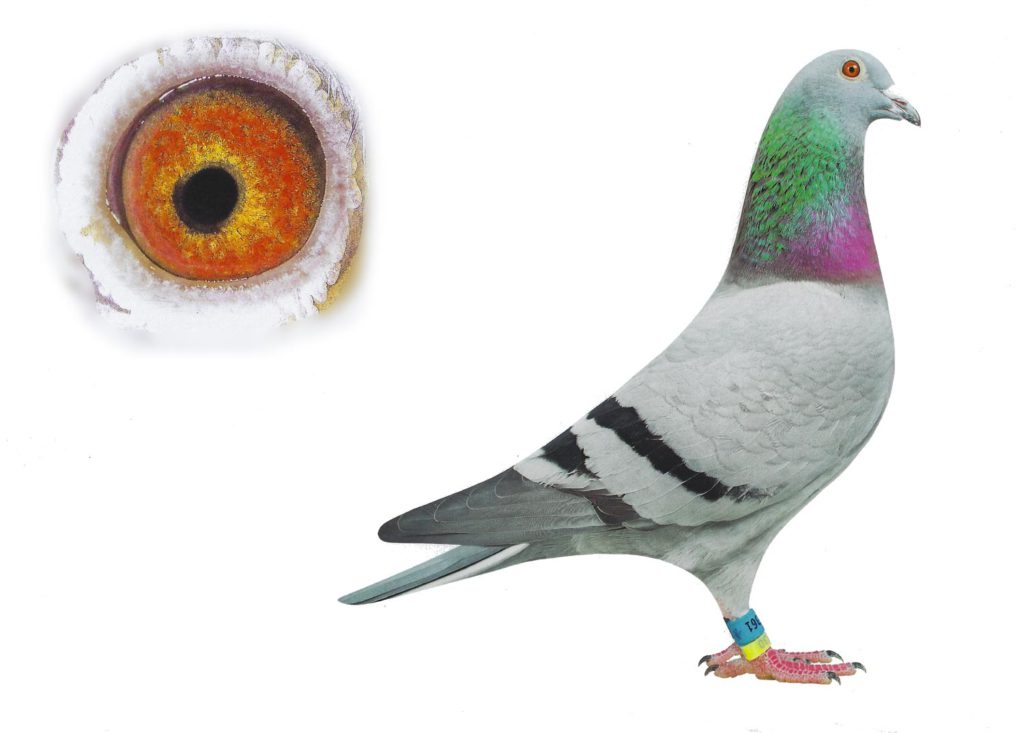 Dayla - Top Pigeon - De Belser Johan