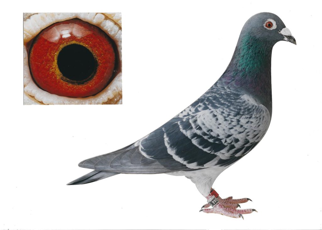 Den Engels 1 - Top Pigeon - De Belser Johan