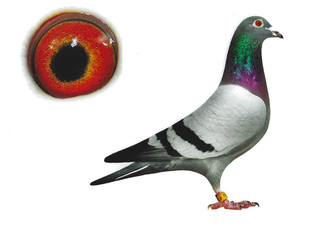 Enkel 500 - Top Pigeon - De Belser Johan