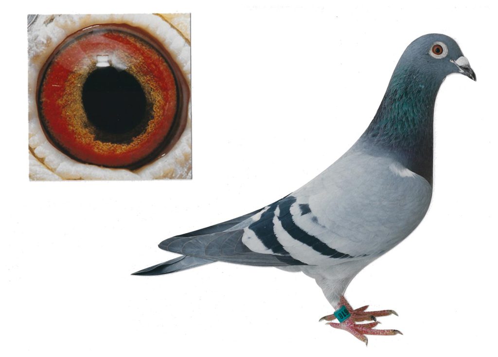 Fijneke Basic Breeder - De Belser Johan
