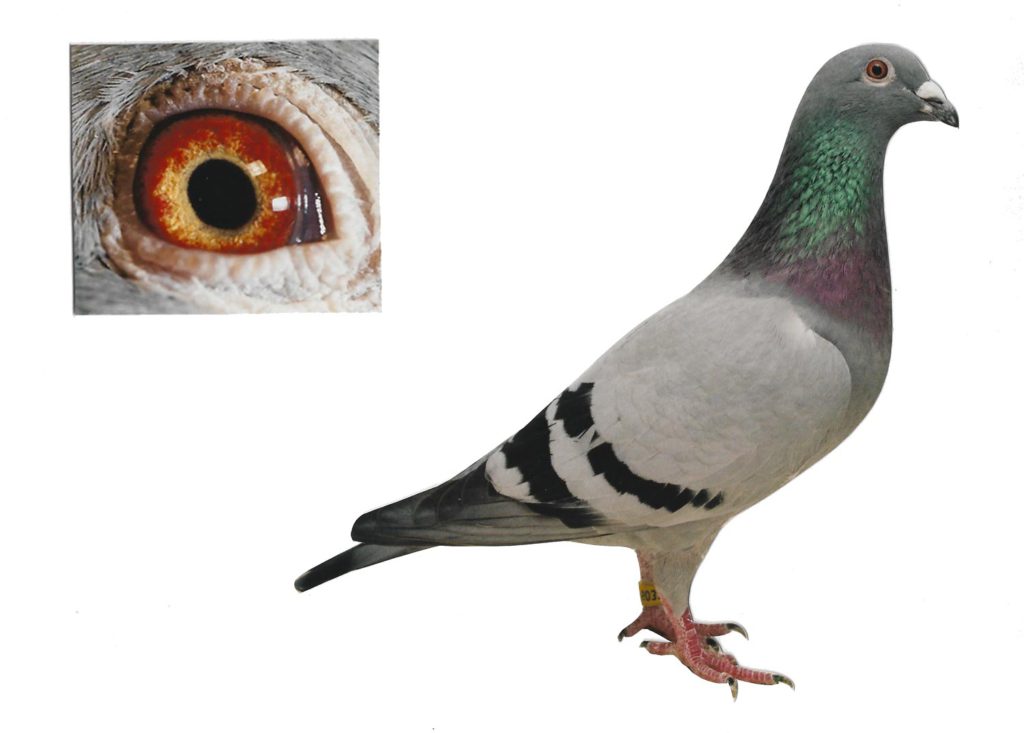 Lady Kaasboer - Top Pigeon - De Belser Johan