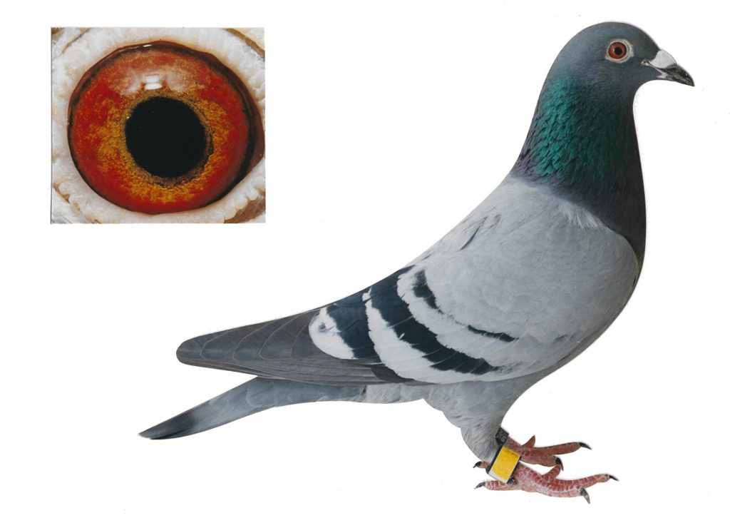 Miss Flanders - Top Pigeon - De Belser Johan