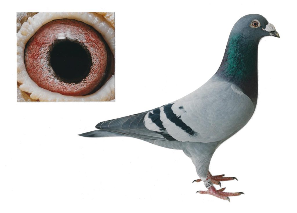 Oscar Basic Breeder - De Belser Johan