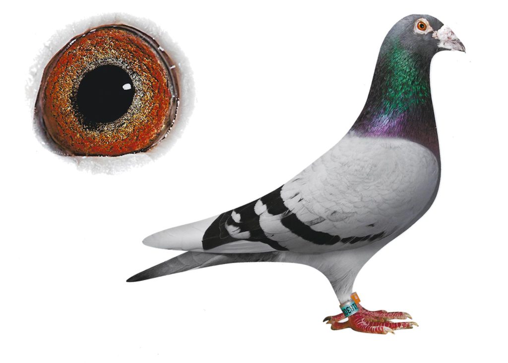 Super 083 Basic Breeder - De Belser Johan