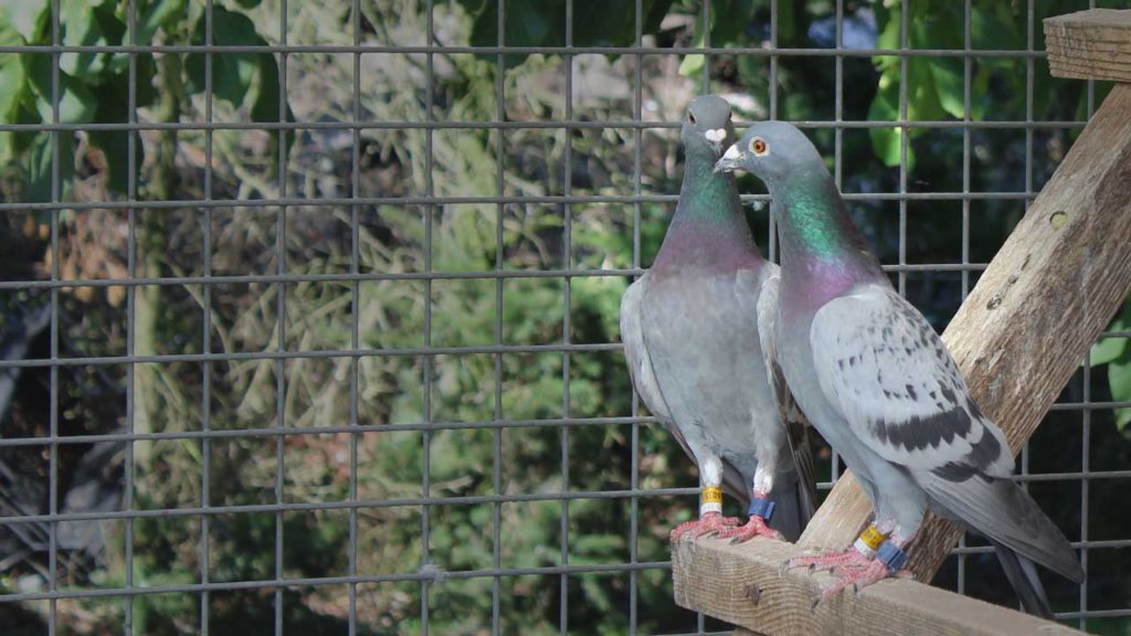 Thumbnail Argenton 2019 De Belser Johan Racing Pigeons Belgium