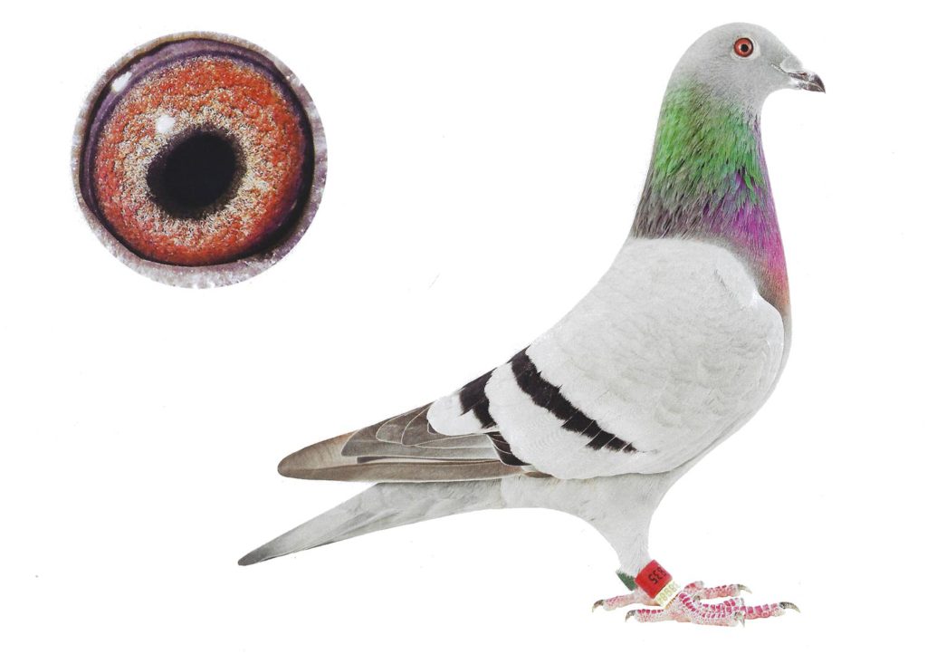 Victoria - Top Pigeon - De Belser Johan