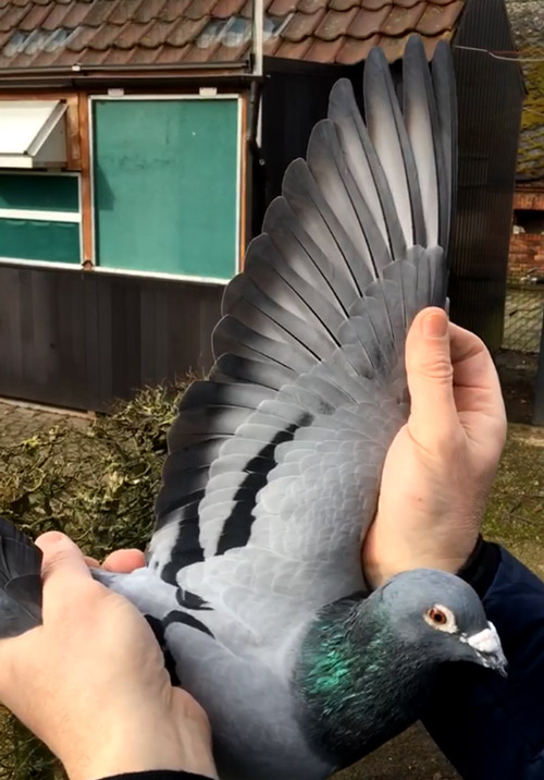 BE 18-6061091 - Rainbow - De Belser racing pigeons