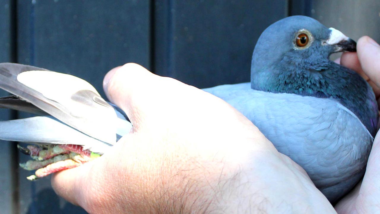 Chateauroux 3 the prequel De Belser Johan Racing Pigeons Belgium