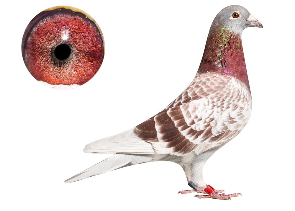 Fuerte - De Belser Racing Pigeons - Best all round male bird