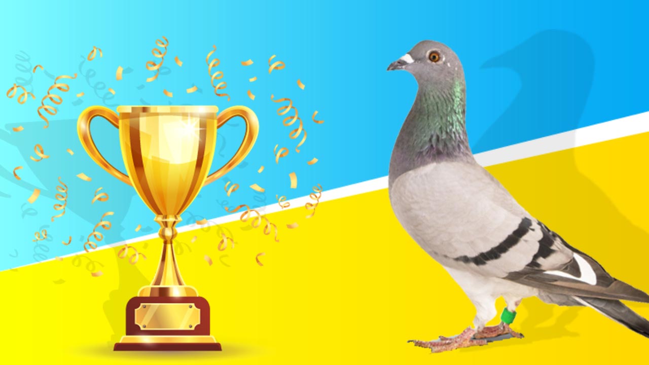 Recap, end of season 2019 De Belser Johan Racing Pigeons Belgium