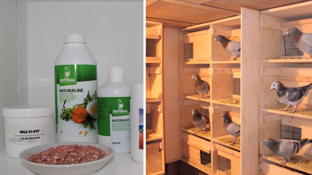 Het fokken van duiven, de voorbereiding en het paren van duiven De Belser Johan Racing Pigeons Belgium