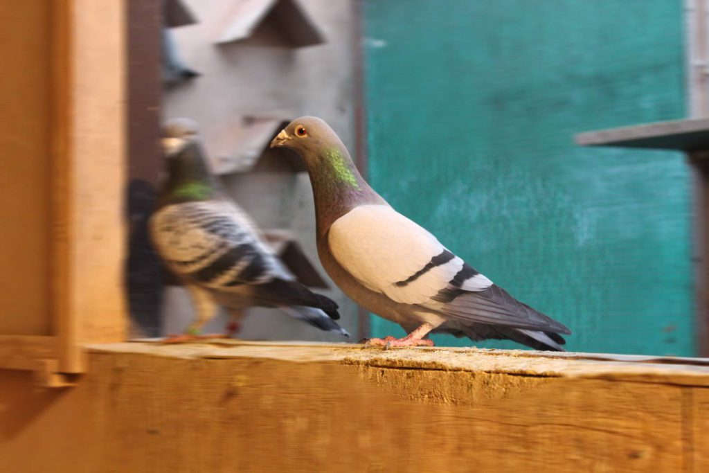 De Belser Johan Article Preparations Breeding Season pigeon