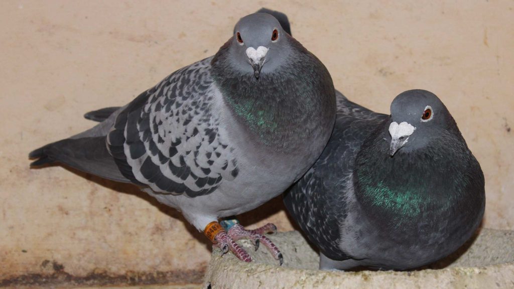 Fokken van duiven, hoe De Belser Johan Racing Pigeons Belgium