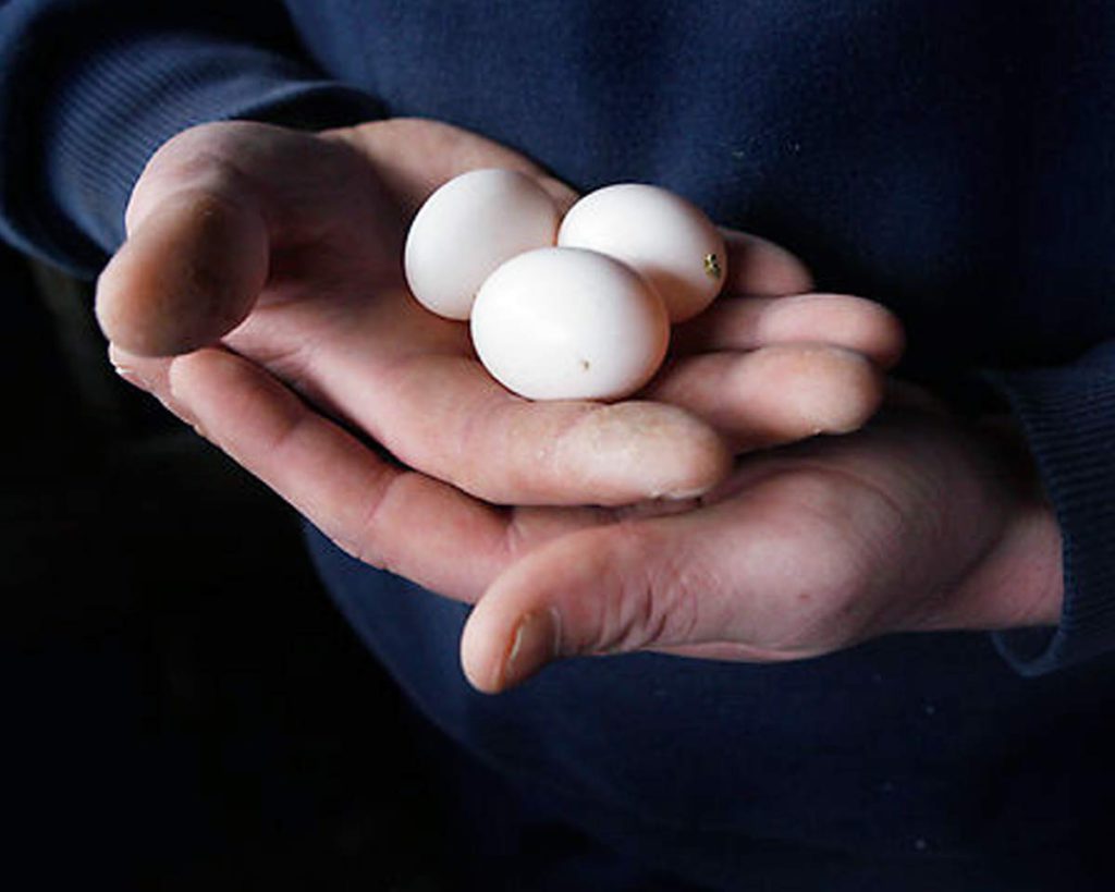 Guy-holding-racing-pigeons-eggs