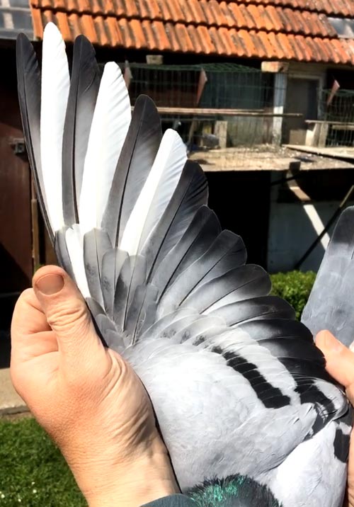 BE 10-6357819 "Zoon Junior 500" - De Belser Racing Pigeons Belgium