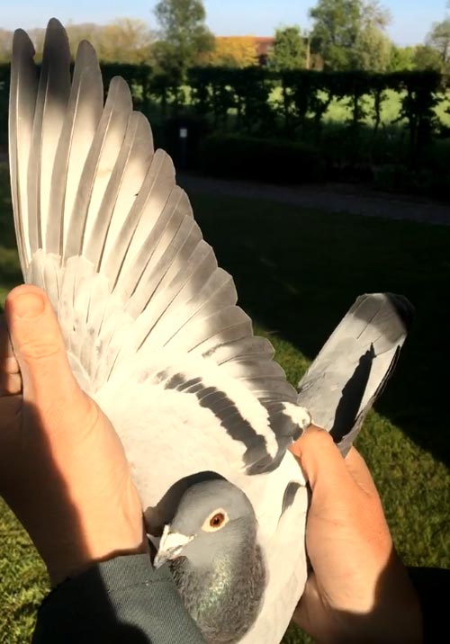 BE 12-6023685 "Adelheid" - De Belser Racing Pigeons Belgium