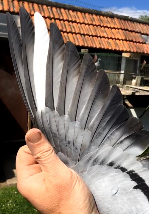 BE 13-6060405 "Blue" - De Belser Racing Pigeons Belgium