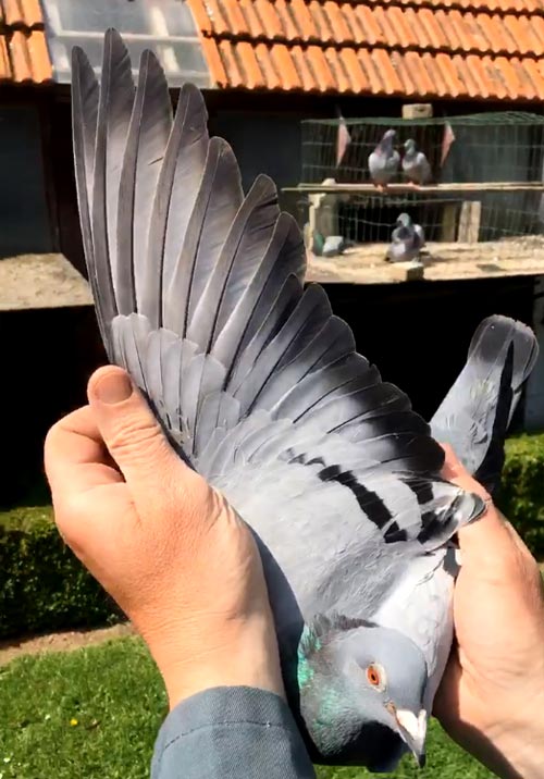 BE 14-6070473 "Dochter TORRE" - De Belser Racing Pigeons Belgium