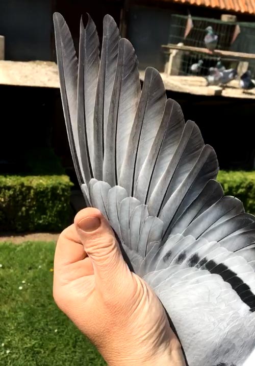 BE 14-6070491 "Dochter Torre (493) - De Belser Racing Pigeons Belgium