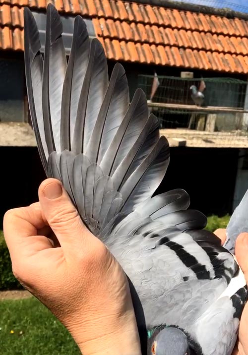 BE 14-6070492 "Souke" - De Belser Racing Pigeons Belgium