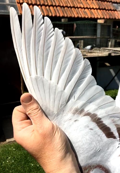 BE 15-6034016 "Will" - De Belser Racing Pigeons Belgium