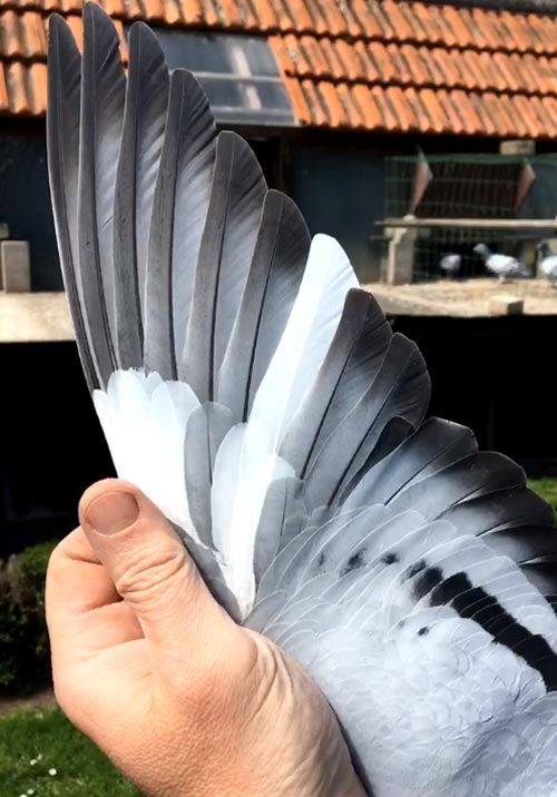 BE 15-6046492 "Crossbreed De Belser - Van De Wouwer" - De Belser Racing Pigeons Belgium