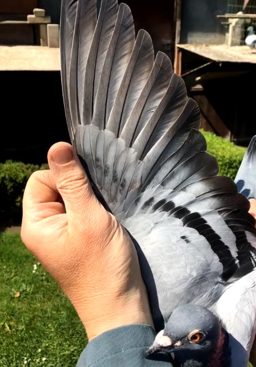 BE 15-6285324 Preview image pigeon video