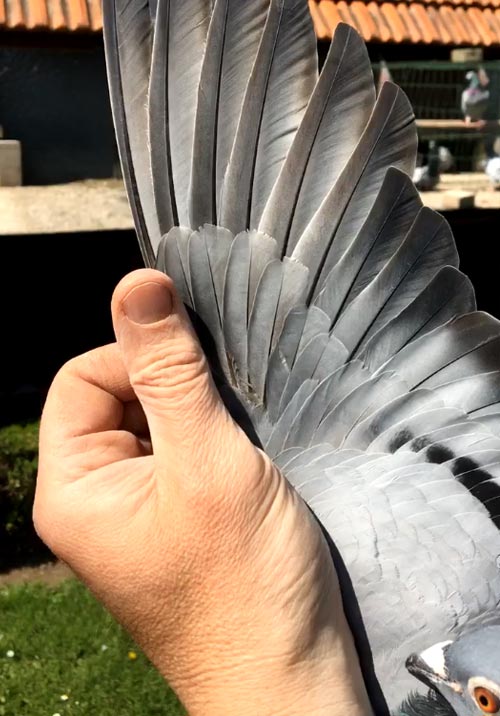 BE 15-6285666 "Leyla" - De Belser Racing Pigeons Belgium