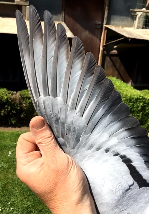 BE 16-6021406 - De Belser Racing Pigeons Belgium
