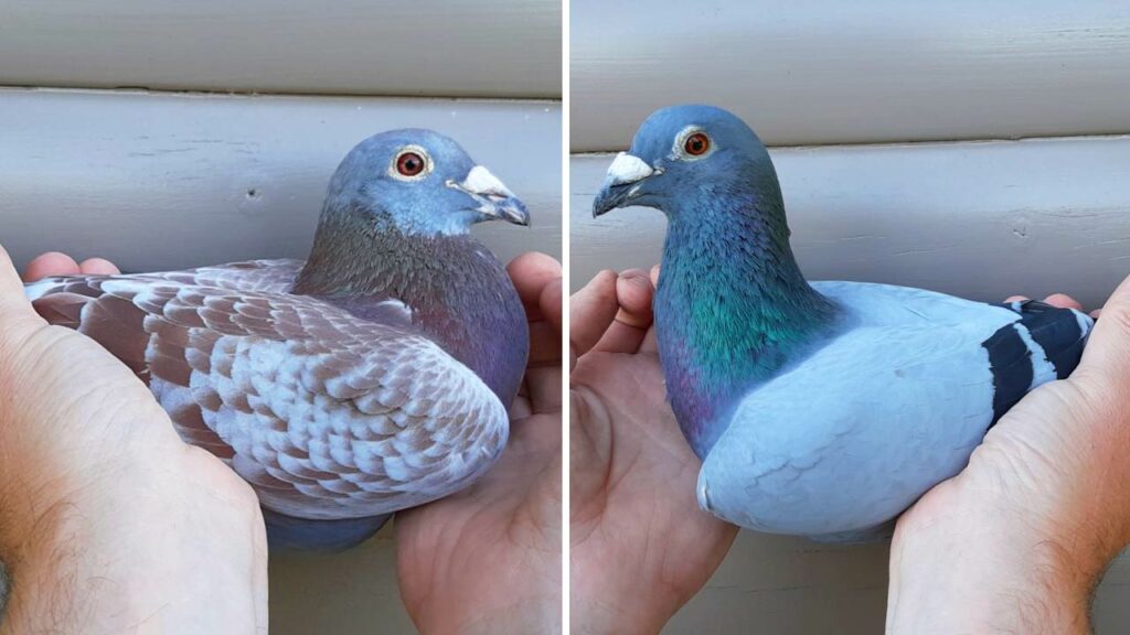 Issoudun 2020, old pigeons once again fly top results thumbnail