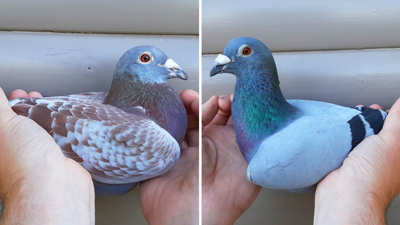 Issoudun 2020, old pigeons once again fly top results thumbnail