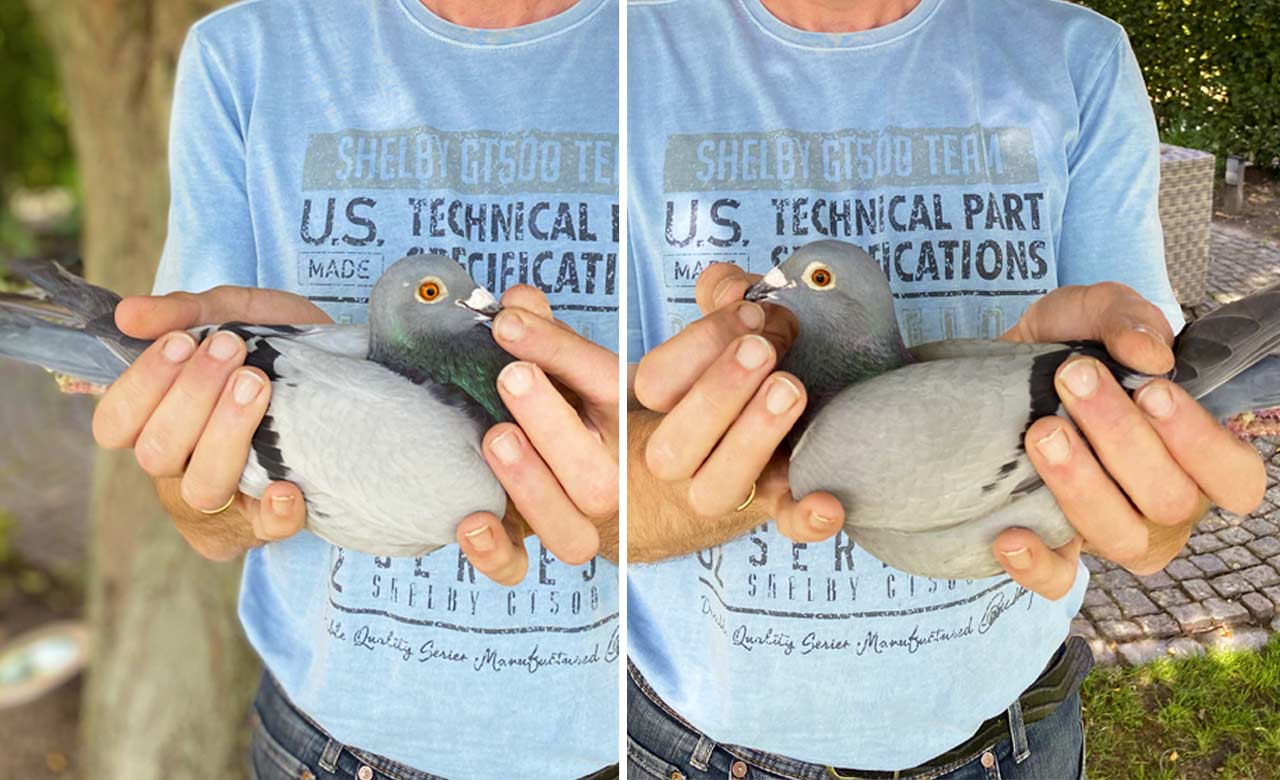 Argenton I, July 11, 2020: Hens confirm potential