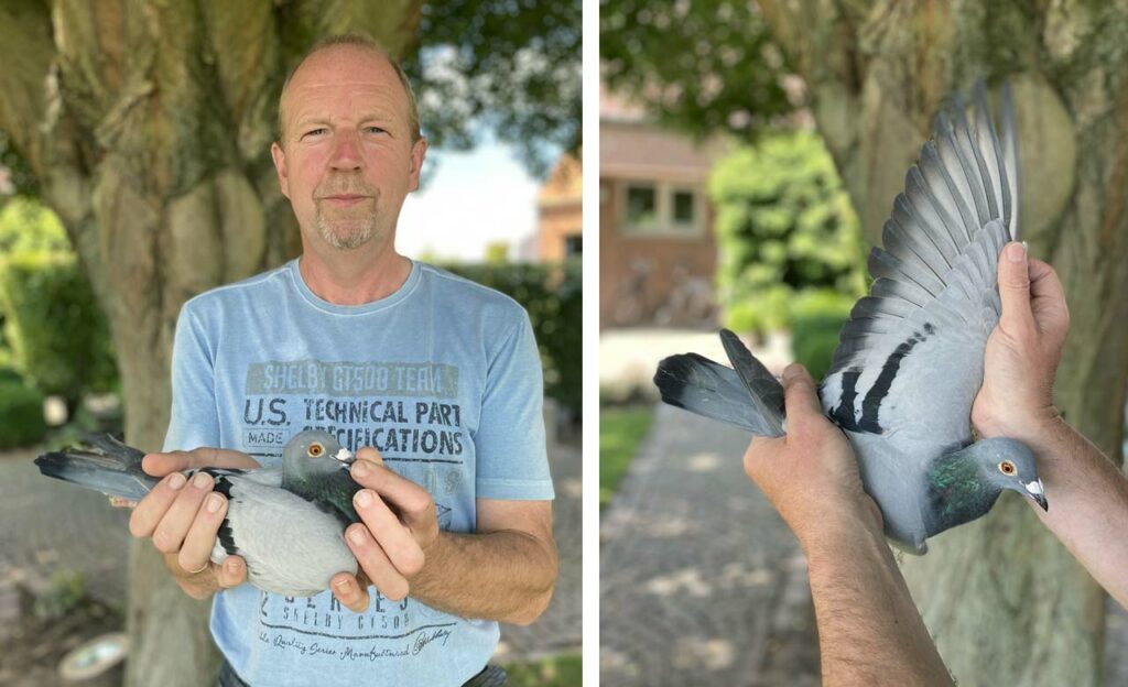 Third national ace pigeon yearlings 2020