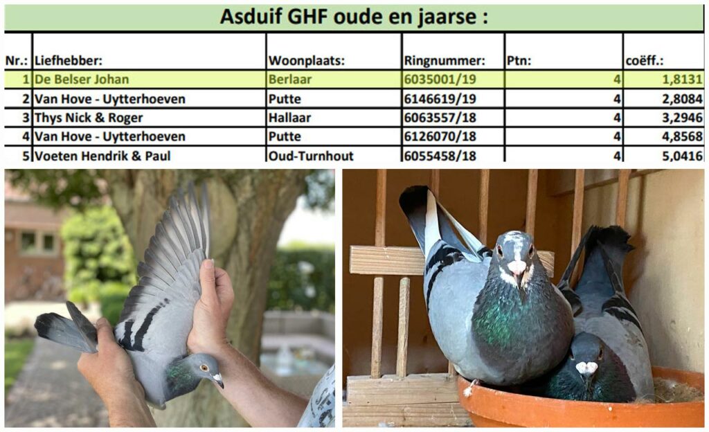 Recap - End of season 2020 De Belser Racing Pigeons