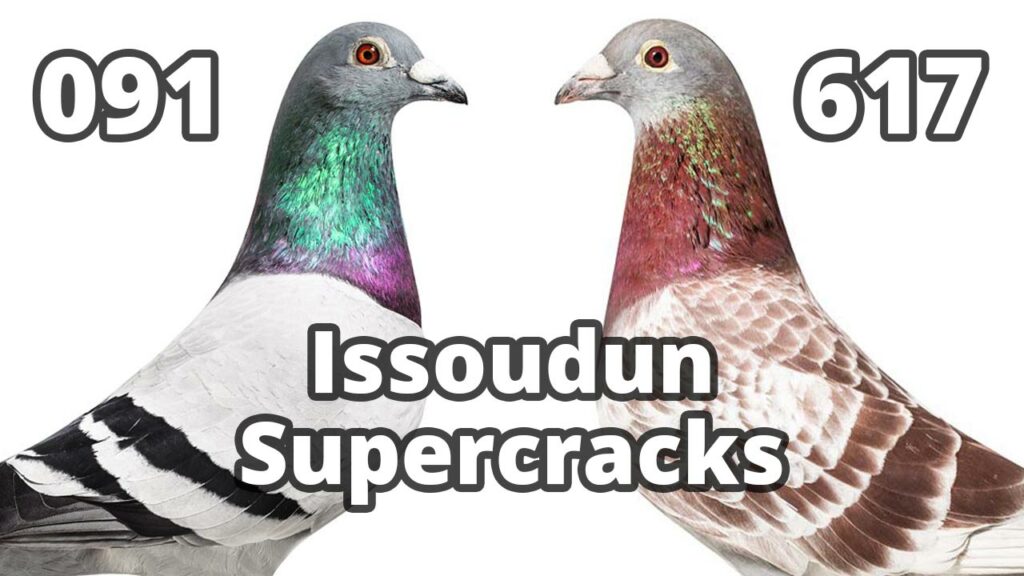 Issoudun-supercrack-De-Belsr-Racing-Pigeonsl