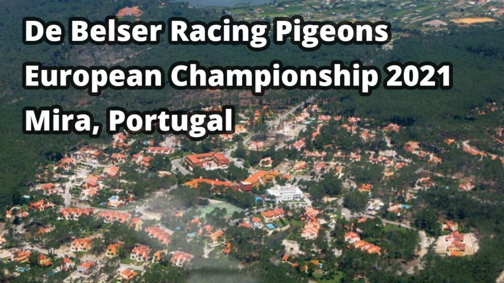 De Belser Racing Pigeons goes to Portugal