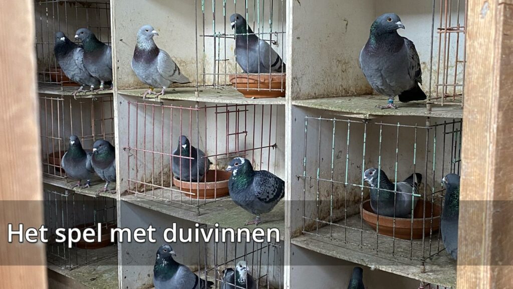 Duivenspel met duivinnen - De Belser Racing Pigeons